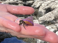 Calliostoma annulatum