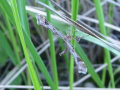 Platyptilia