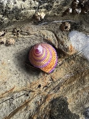 Calliostoma annulatum