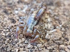 Superstitionia donensis