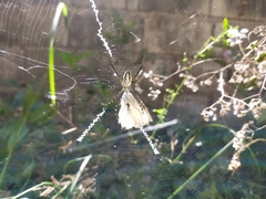Argiope catenulata
