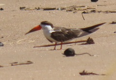 Rynchops flavirostris