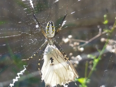Argiope catenulata