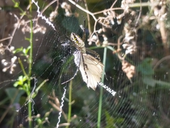Argiope catenulata