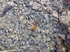 Solenopsis aurea