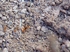 Solenopsis aurea
