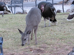 Odocoileus virginianus couesi