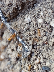 Solenopsis aurea