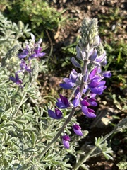 Lupinus albifrons collinus