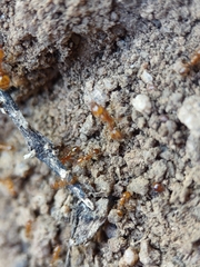 Solenopsis aurea