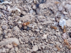Solenopsis aurea