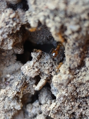 Solenopsis aurea