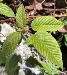 Rubus arizonensis