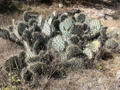 Opuntia lagunae