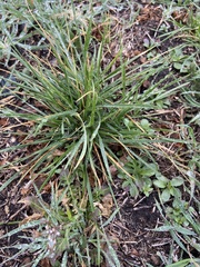 Nassella leucotricha