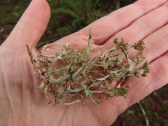 Platismatia stenophylla