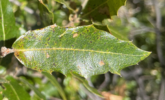 Quercus devia