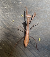 Pseudomantis albofimbriata