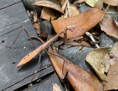 Pseudomantis albofimbriata