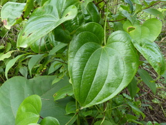 Dioscorea wallichii