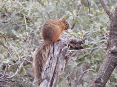 Sciurus nayaritensis