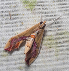 Agathodes monstralis