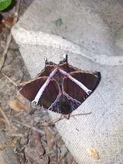 Coronidia orithea
