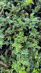 Osteomeles anthyllidifolia