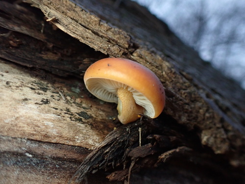 Flammulina velutipes — (c) W Rao, some rights reserved (CC BY)