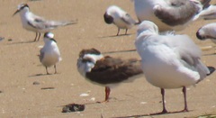 Rynchops flavirostris