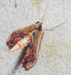 Agathodes monstralis