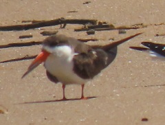 Rynchops flavirostris
