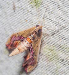 Agathodes monstralis