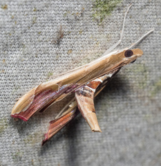 Agathodes monstralis