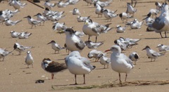 Rynchops flavirostris