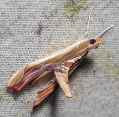 Agathodes monstralis