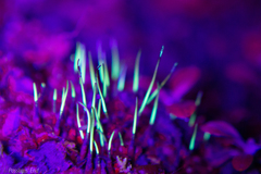 Megaceros flagellaris