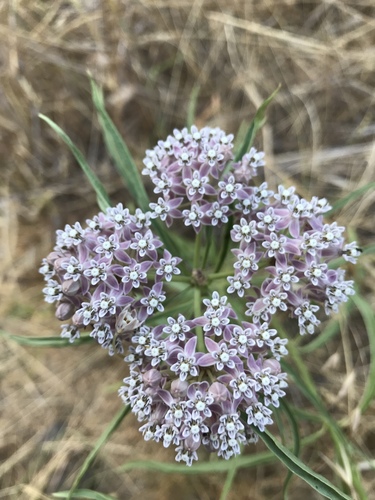 iNaturalist observation photo of narrowleaf milkweed