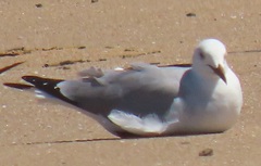 Chroicocephalus cirrocephalus poiocephalus