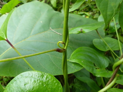 Dioscorea wallichii