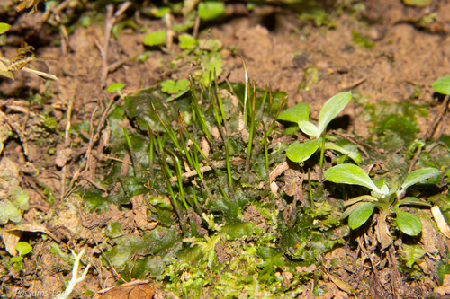 Megaceros flagellaris