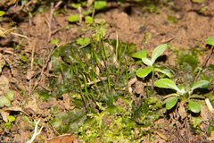 Megaceros flagellaris