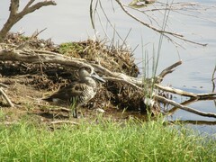 Malacorhynchus membranaceus