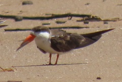 Rynchops flavirostris