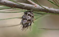 Cylindrococcus spiniferus