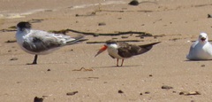 Rynchops flavirostris