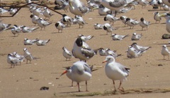 Rynchops flavirostris