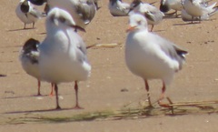 Chroicocephalus cirrocephalus poiocephalus