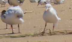 Chroicocephalus cirrocephalus poiocephalus