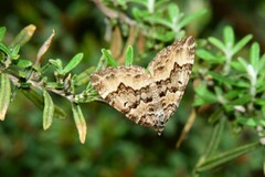 Chrysolarentia rhynchota